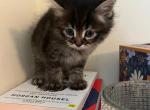 Tom - Siberian Kitten For Sale - 