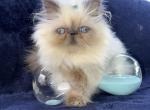 Persian Blue Point Kitten - Persian Kitten For Sale - Long Beach, CA, US