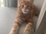 Sunshine - Maine Coon Kitten For Sale - Sterling, VA, US