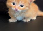 Jerry - Minuet Kitten For Sale - 