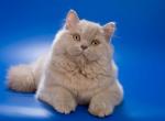 Victorian Longhair - British Shorthair Kitten For Sale - Houston, TX, US