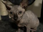 Zula - Sphynx Kitten For Sale - 