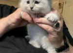 Uutred - Siberian Kitten For Sale - VA, US