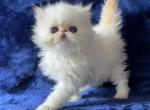 Himalayan Persian kitten - Himalayan Kitten For Sale - Long Beach, CA, US