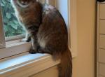 Izzy - Siberian Cat For Sale - Alexandria, VA, US