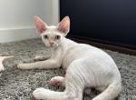 Mr Big - Devon Rex Kitten For Sale - 