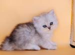 Cinderella Scottish Higland Straight - Scottish Straight Kitten For Sale - Miami, FL, US