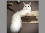 Natasha - Maine Coon Cat For Sale/Retired Breeding - Marlton, NJ, US