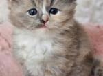 Blue mitted sepia torbie - Ragdoll Kitten For Sale - Farmville, VA, US