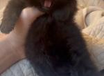 Chocolate Scottish kitten - Scottish Straight Kitten For Sale - Miami, FL, US