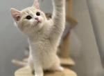 Jack - British Shorthair Kitten For Sale - Queens, NY, US