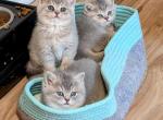 Litter A Blue Torties - British Shorthair Kitten For Sale - 