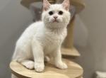 Kiven - British Shorthair Kitten For Sale - Queens, NY, US