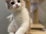 Candy - British Shorthair Kitten For Sale - Queens, NY, US