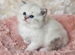 Blue point mitted torbie - Ragdoll Kitten For Sale - 