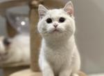 Joey - British Shorthair Kitten For Sale - Queens, NY, US