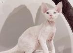 Lucky - Devon Rex Kitten For Sale - Queens, NY, US