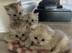 SCOTTISH AND BENGAL MIX KITTENS - Scottish Fold Kitten For Sale - 