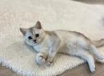 GORGEOUS KITTENS BRITISH SHORT HAIR - British Shorthair Kitten For Sale - 