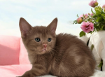 Ziva - Munchkin Kitten For Sale - Joplin, MO, US