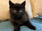 Kittens - Domestic Kitten For Sale - Gorham, ME, US