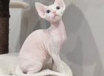 Eva - Devon Rex Kitten For Sale - Queens, NY, US