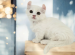 Archer - Munchkin Kitten For Sale - Joplin, MO, US