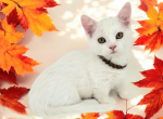 Selene - Munchkin Kitten For Sale - Joplin, MO, US