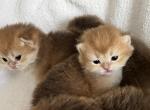 Mary litter A - British Shorthair Kitten For Sale - Englewood, CO, US