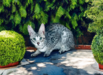 Very beautiful Savannah F2 SILVER MALE - Savannah Kitten For Sale - FL, US