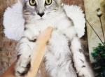 Silver female pure Main Coon - Maine Coon Kitten For Sale - FL, US