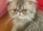 Clark of Towecastle - Persian Kitten For Sale - West Palm Beach, FL, US