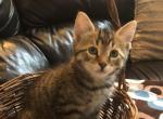 Theodore - Manx Kitten For Sale - 