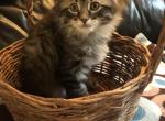 Fluffy - Manx Kitten For Sale - 