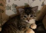 Manx Polydactyl girl - Manx Kitten For Sale - 