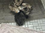 Manx kittens - Manx Cat For Sale - 