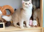 blue golden Boy AY12 - British Shorthair Kitten For Sale - Fontana, CA, US