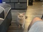 Atlas - British Shorthair Kitten For Adoption - Long Beach, CA, US