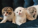 Litter V - Scottish Fold Kitten For Sale - Philadelphia, PA, US