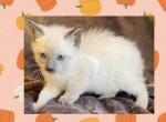 Baby boy - Siamese Kitten For Sale - Gainesville, MO, US