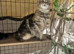 Maine coon female - Maine Coon Cat For Sale - Lancaster, CA, US