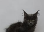 Storm - Maine Coon Kitten For Sale - NY, US