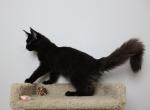 Midnight - Maine Coon Kitten For Sale - NY, US