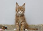 Pumpkin - Maine Coon Kitten For Sale - NY, US