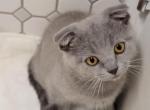 Toshka - Scottish Fold Kitten For Sale - Westfield, MA, US