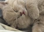 British Shorthair Black - British Shorthair Kitten For Sale - 