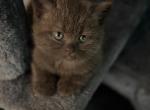 British shorthair chocolat - British Shorthair Kitten For Sale - 