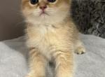 Litter J - British Shorthair Kitten For Sale - 