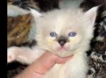 bunny litter - Ragdoll Kitten For Sale - 