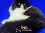 Baby girl Chanel - Persian Kitten For Sale - Fort Myers, FL, US